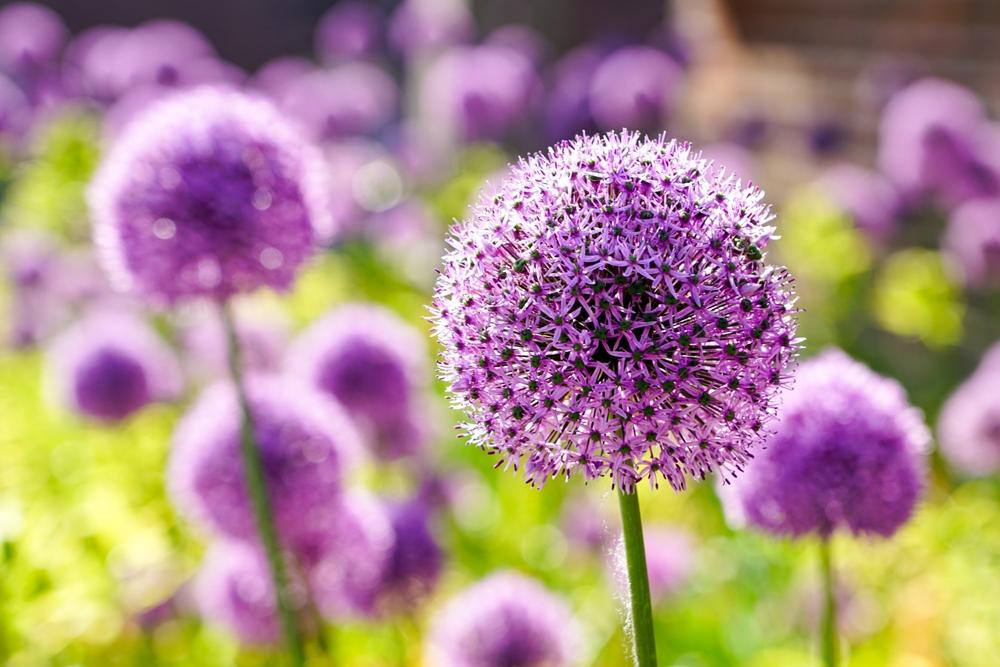 Mai multe plante de Allium ornamental mov înforite în plin soare în grădină.