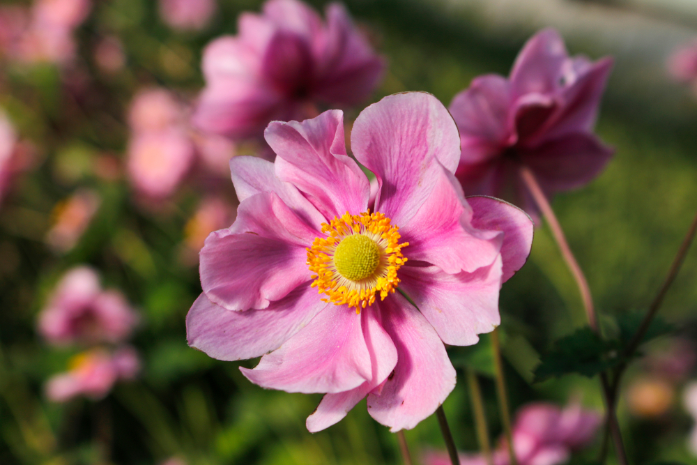 Anemone roz înflorite în grădină.