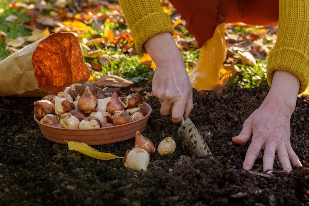 O femeie cu pulover galben, plantează bulbi de lalele în grădina de toamnă, cu frunze galbene în spate.