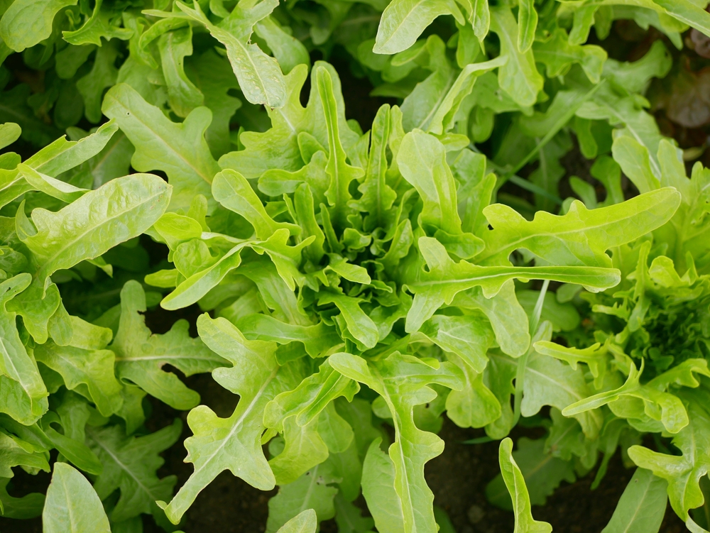 Culturi de toamnă în solar: O plantă de rucola, neînflorită, văzută de sus în grădină sau solar.