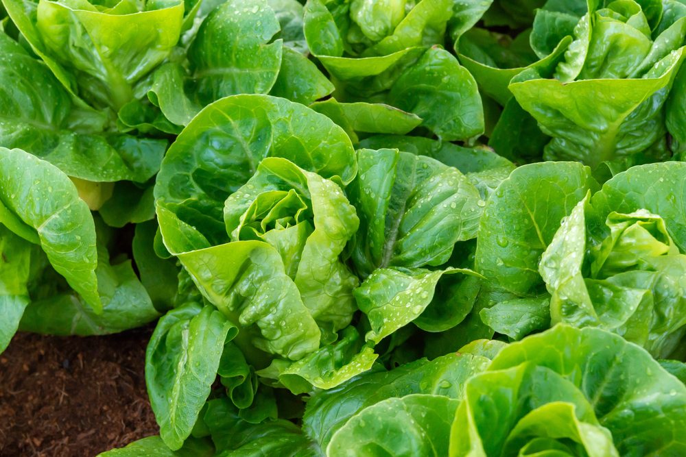 Salată aproape de maturitate, plantată în grădină.