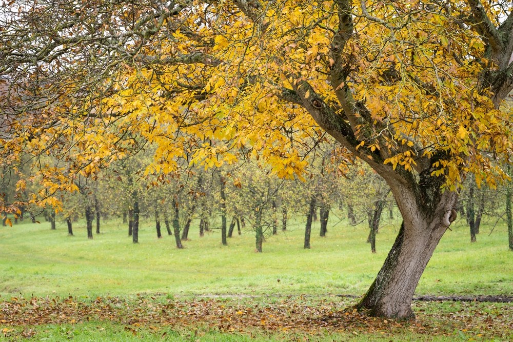 nuc uscat in grădină